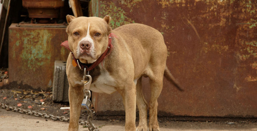 Mordeduras de Perro - Abogado en Dallas Tejas